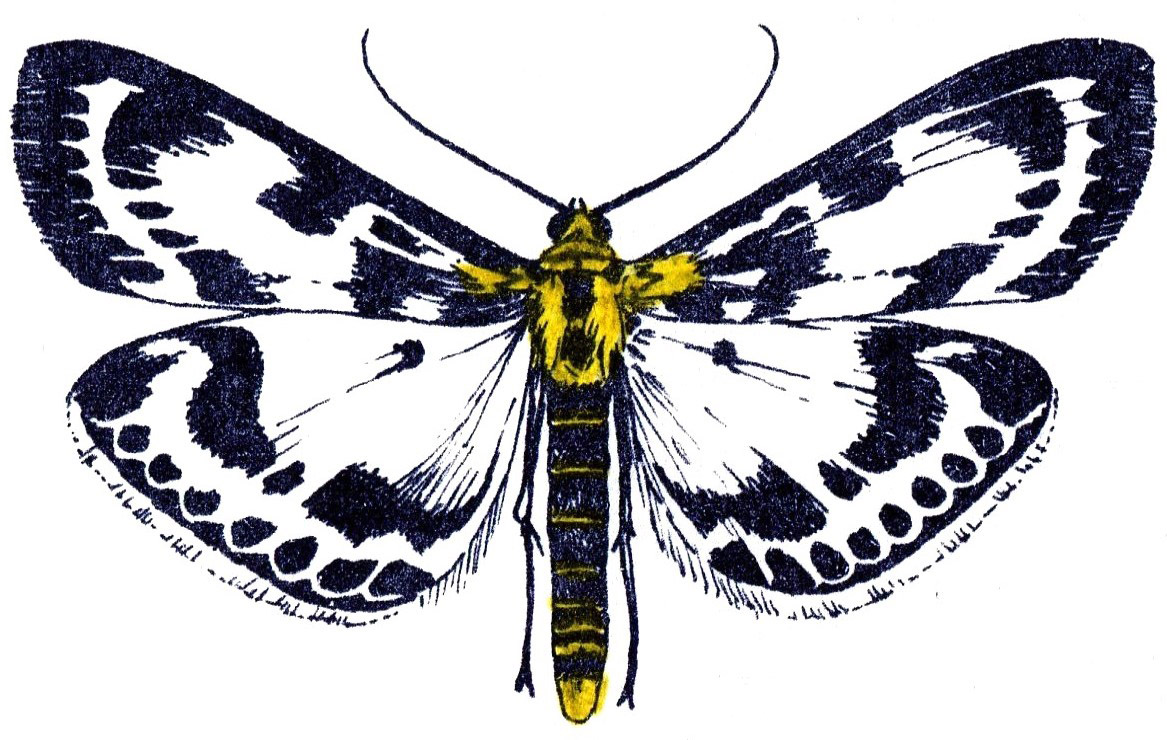 drawing of small magpie moth